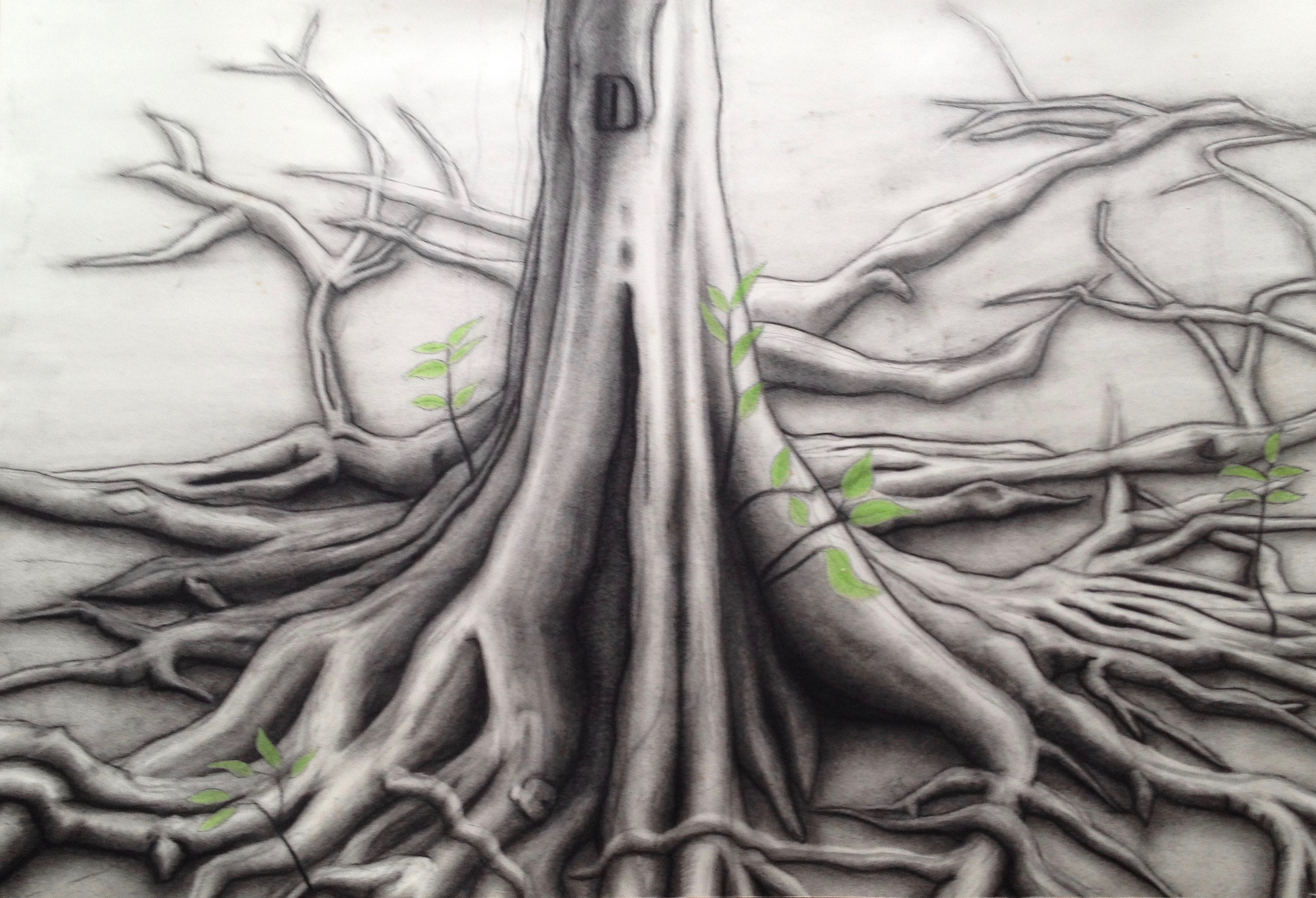 Show Your Roots (Original Charcoal Drawing), Charcoal and Pastel on Fabriano Paper, 95 x 70 cm, 2007 by David Lloyd